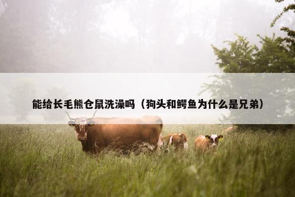 能给长毛熊仓鼠洗澡吗（狗头和鳄鱼为什么是兄弟）